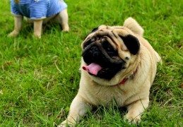 ​夢見狗狗狂吠的 9 個夢境解釋：夢見聽到狗哭聲、夢見一隻狗逃跑