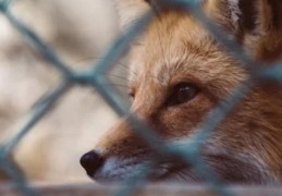 夢見狐狸的 10 個夢境解釋：夢見狐狸幼崽、夢見狐狸戰鬥