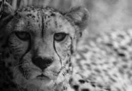 夢見撫摸獵豹：9 個意義和象徵