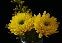夢見菊花的 9 個夢境解釋：夢見自己種菊花、夢見菊花盛開