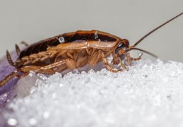 夢見死蟑螂：8 個意義和象徵