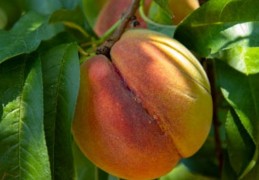 夢見吃桃子的 9 個夢境解釋：夢見咬桃子、夢見賣桃子或分享桃子