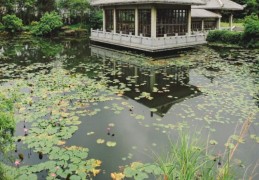 夢見有人掉進池塘是什麼意思？意義和象徵、心理狀態、情境解讀