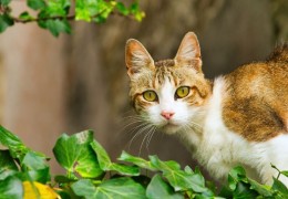 夢見起司貓的 15 個夢境解釋：夢見一隻起司貓走進你家、夢見幫起司貓洗澡