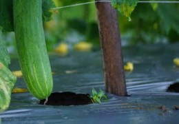 夢見黃瓜田的 9 個夢境解釋：夢見失去一塊黃瓜田 、夢見雨中黃瓜田