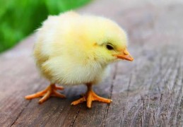 夢見小雞是什麼意思？這個夢境預示什麼