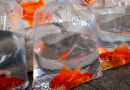 夢見捕捉金魚的 5 個夢境解釋：夢見失去一條金魚、夢見一條金魚變大