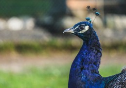 夢見火雞 ：50種場景與解釋