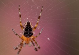 夢見狼蛛 ：55種場景與解釋