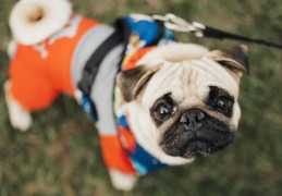 夢見一隻小狗的 9 個夢境解釋：夢見一隻狗死去、夢見失去一隻小狗