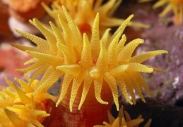 夢見珊瑚是什麼意思？夢境預示什麼
