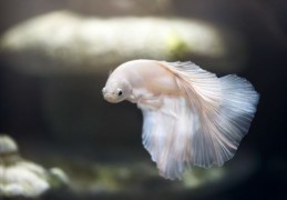 夢見白魚的 7 個夢境解釋：夢見死白魚、夢見放開一條白魚