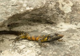 夢見蠑螈 ：60種場景與解釋