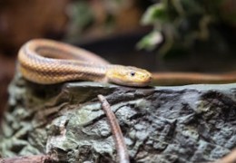 夢見殺死毒蛇的 5 個夢境解釋：夢見毒蛇產卵 、夢見燒毒蛇