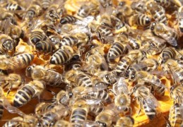 夢見蜜蜂群：13 個意義和象徵