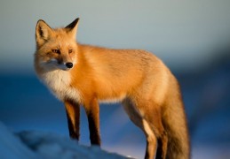 夢見被狐狸咬傷的 7 個夢境解釋：夢見愛人被狐狸咬傷、夢見朋友被狐狸咬傷