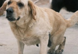 ​夢見狗狗排便的 9 個夢境解釋：夢見狗踩到便便、夢見一隻狗在清理便便