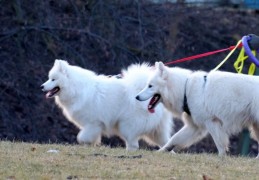 ​夢見狗打架的 9 個夢境解釋：夢見一隻狗進入你的家、夢見一隻白狗