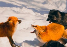 夢見抓狐狸的 9 個夢境解釋：夢見被狐狸咬傷、夢見狐狸死亡