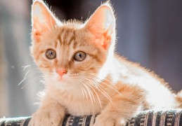 夢見殺死一隻小貓的 9 個夢境解釋：夢見貓跟蹤你 、夢見一隻貓哭泣