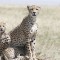 夢見獵豹的 11 個夢境解釋：夢見騎獵豹 、夢見獵豹幼崽