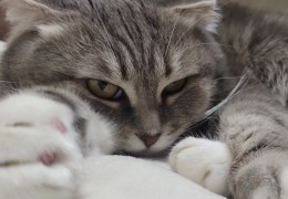 夢見殺死一隻貓的 9 個夢境解釋：夢見貓咬或抓你、夢見一隻貓在生產