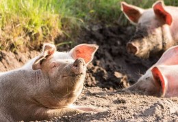 夢見捕捉小豬的 8 個夢境解釋：夢見抓小豬時受傷 、 夢見抓到豬後吃小豬