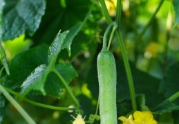 夢見小黃瓜藤的 9 個夢境解釋：夢見種植小黃瓜、夢見收到黃瓜作為禮物