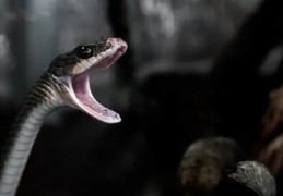 夢見被蛇咬傷腿部的 9 個夢境解釋：夢見踩到蛇、夢見避蛇