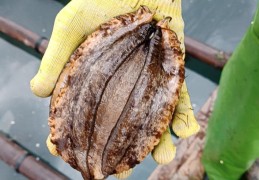 夢見採摘鮑魚的 16 個夢境解釋：夢見一籃鮑魚、夢見死去的鮑魚