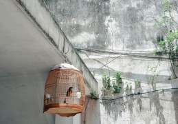 夢見籠子裡的鳥 ：40種場景與解釋