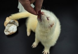 夢見雪貂的 9 個夢境解釋：夢見一隻雪貂跟著你、夢見雪貂進入你家