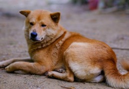 ​夢見狗被車撞的 9 個夢境解釋：夢見狗發生車禍、 夢見一隻死狗被車撞