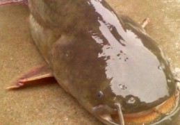 夢見鯰魚的 17 個夢境解釋：夢見放生鯰魚、夢見鯰魚飛翔