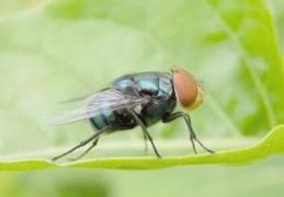 夢見蒼蠅是什麼意思？夢境預示什麼