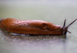 夢見吃蛞蝓：7 個意義和象徵