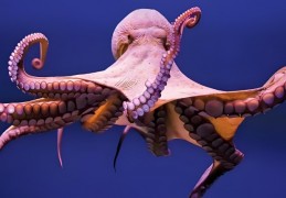 14 個章魚的解夢含義：夢見抓章魚、夢見釣到很多章魚、夢見殺死一隻章魚