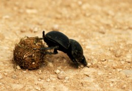 夢見排出體內大便的 9 個夢境解釋：夢見清理大便、夢見吃大便