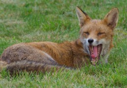 夢見狐狸的 9 個夢境解釋：夢見與狐狸交談、夢見狐狸笑