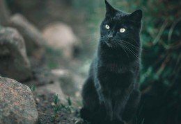 夢見黑貓的 12 個夢境解釋：夢見拯救一隻黑貓、 夢見失去一隻黑貓