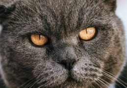 夢見大型貓科動物是什麼意思？意義和象徵、心理狀態、情境解讀