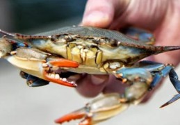 夢見被螃蟹咬傷的 9 個夢境解釋：夢見螃蟹闖入你家 、夢見死蟹