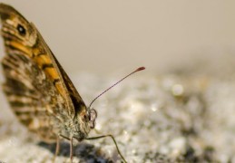 夢見飛蛾 ：57種場景與解釋