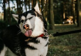 夢見被狗咬手臂的 9 個夢境解釋：夢見多隻狗試圖咬人、夢見狗咬人