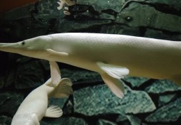 夢見看到魚的 9 個夢境解釋：夢見收到魚作為禮物 、夢見魚兒露出來