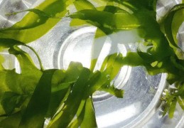 7 個吃裙帶菜的夢境：夢見與家人一起吃裙帶菜、夢見和愛人一起吃裙帶菜