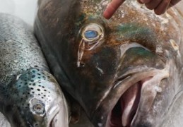 夢見鮭魚：8 個意義和象徵