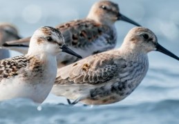 夢見海嘴鳥是什麼意思？意義和象徵、心理狀態、情境解讀