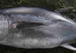 夢見金槍魚的 17 個夢境解釋：夢見變質的金槍魚 、夢見養金槍魚