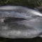 夢見金槍魚的 17 個夢境解釋：夢見變質的金槍魚 、夢見養金槍魚